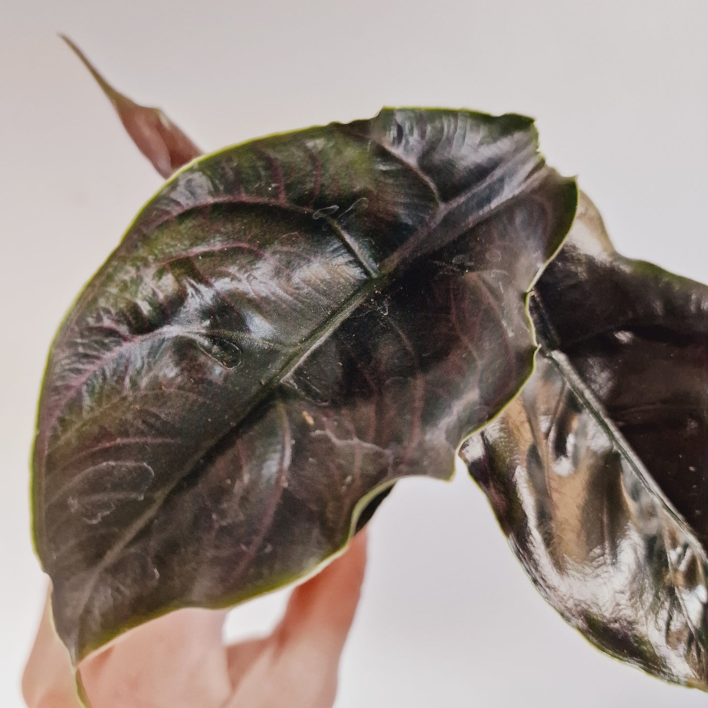 Alocasia Azlanii Houseplant 6cm Pot