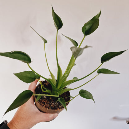 Alocasia Tiny Dancer Houseplant 11cm Pot