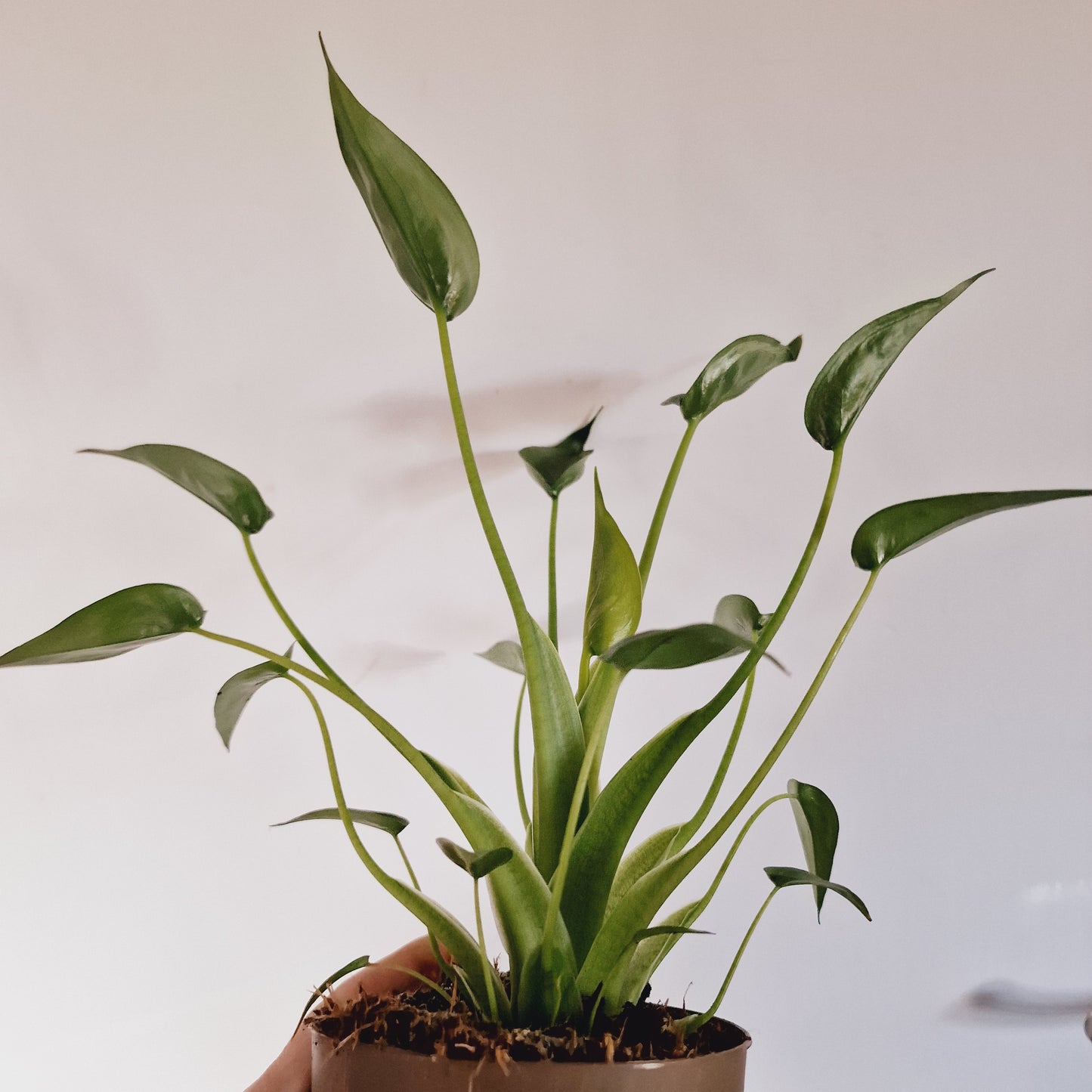 Alocasia Tiny Dancer Houseplant 11cm Pot