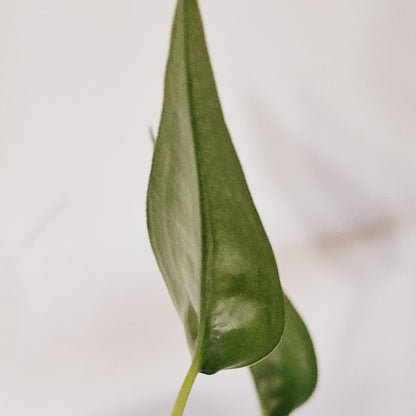 Alocasia Tiny Dancer Houseplant 11cm Pot