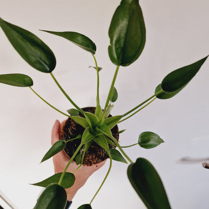 Alocasia Tiny Dancer Houseplant 11cm Pot