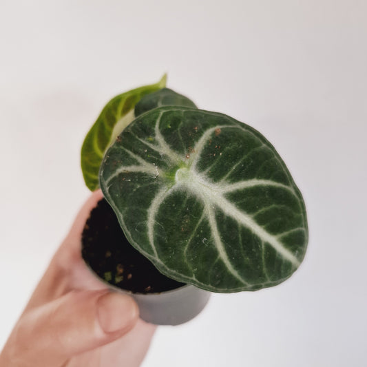 Alocasia Ninja Houseplant 6cm Pot