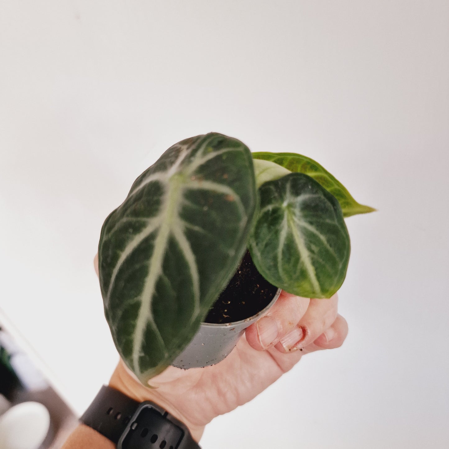 Alocasia Ninja Houseplant 6cm Pot