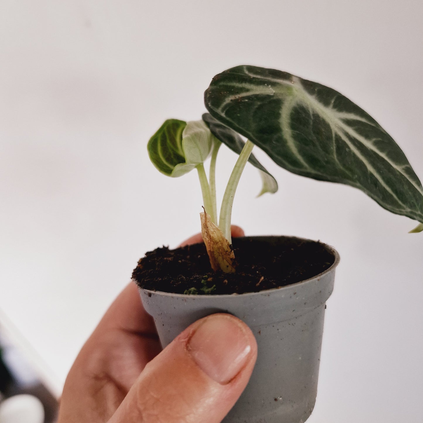 Alocasia Ninja Houseplant 6cm Pot