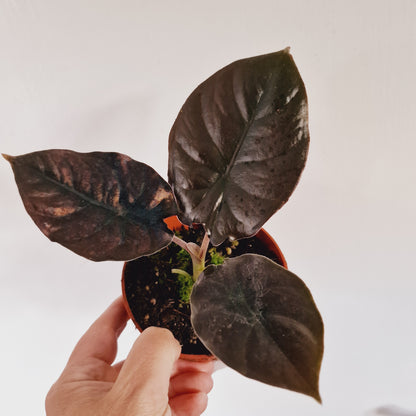 Alocasia Black Magic Houseplant 10.5cm Pot