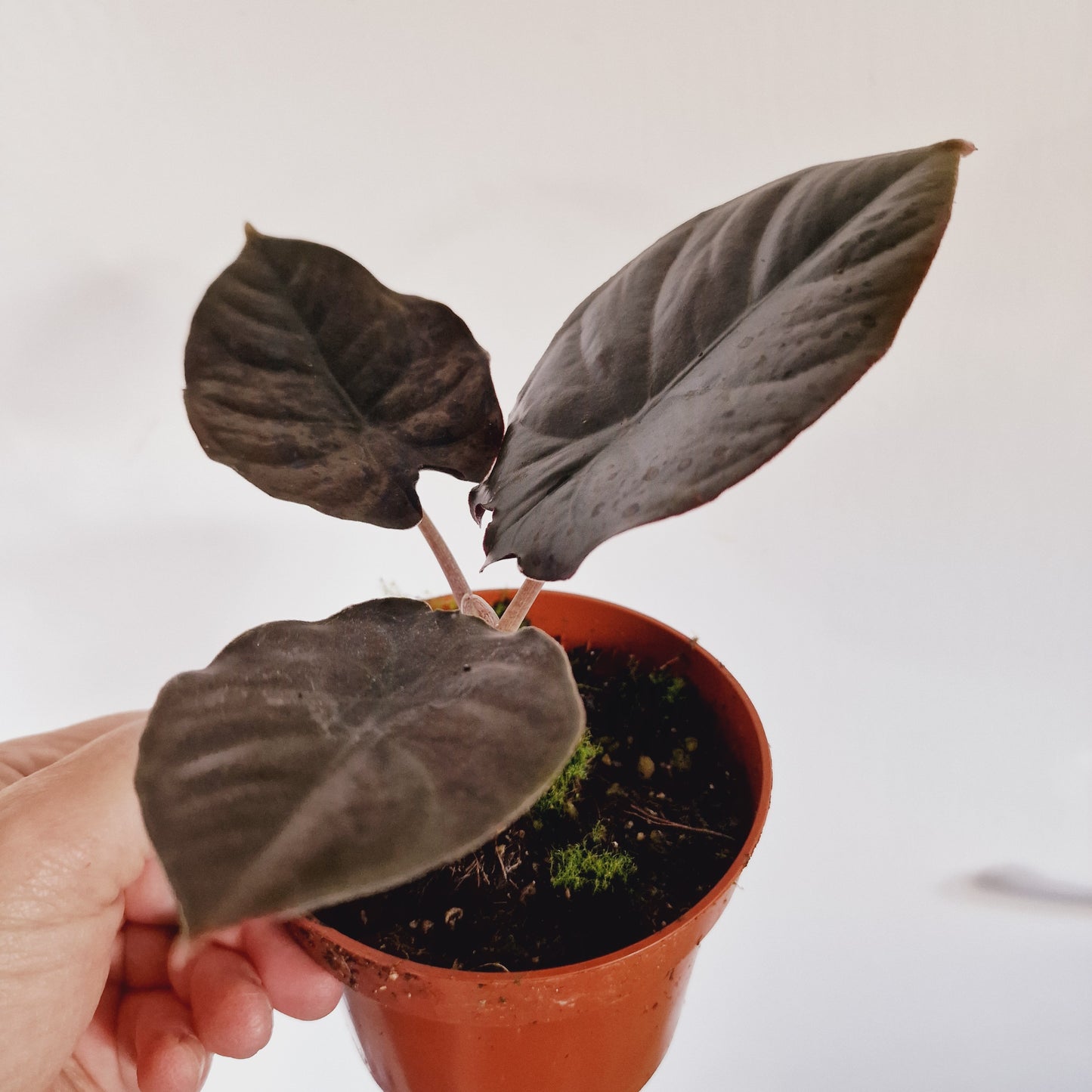 Alocasia Black Magic Houseplant 10.5cm Pot