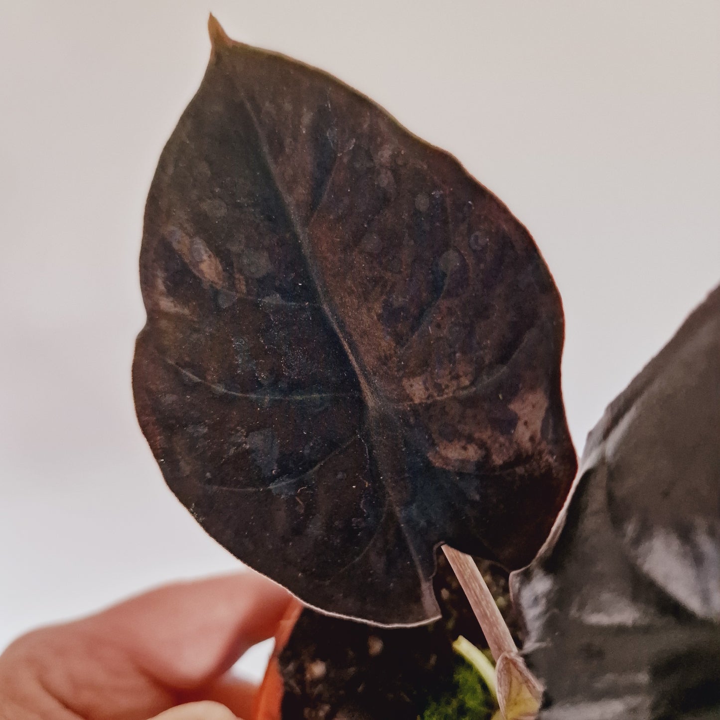 Alocasia Black Magic Houseplant 10.5cm Pot