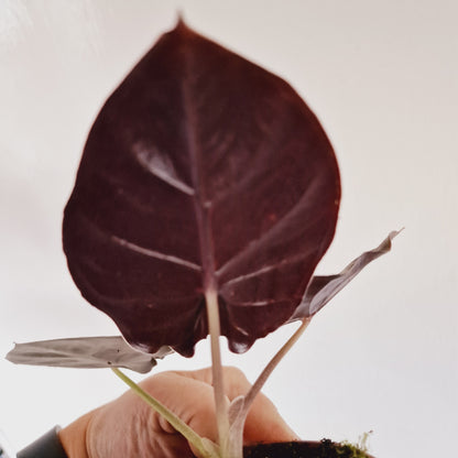 Alocasia Black Magic Houseplant 10.5cm Pot