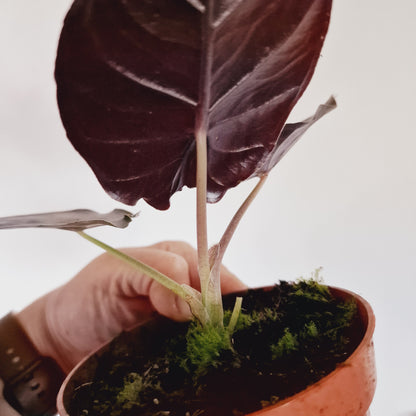 Alocasia Black Magic Houseplant 10.5cm Pot