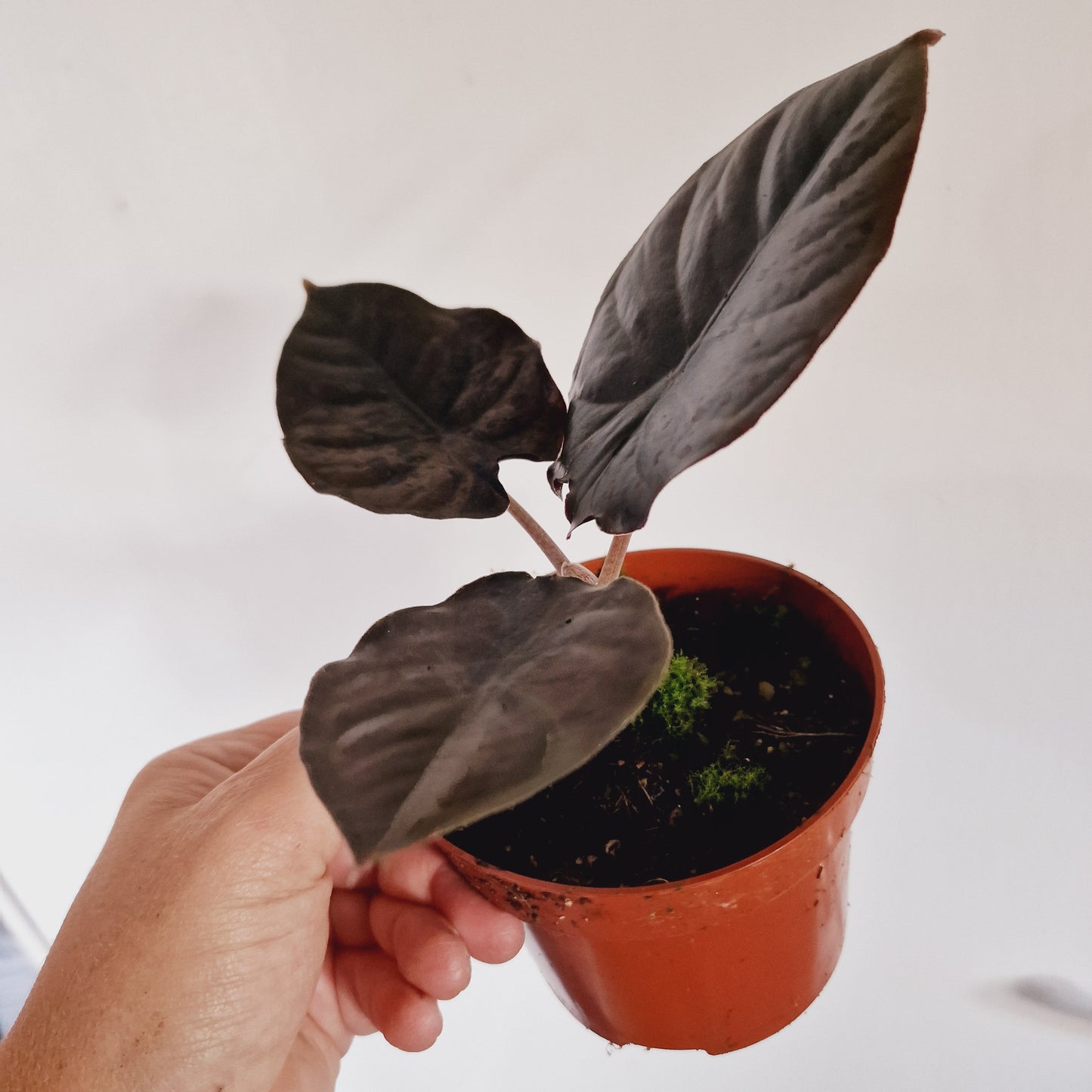 Alocasia Black Magic Houseplant 10.5cm Pot