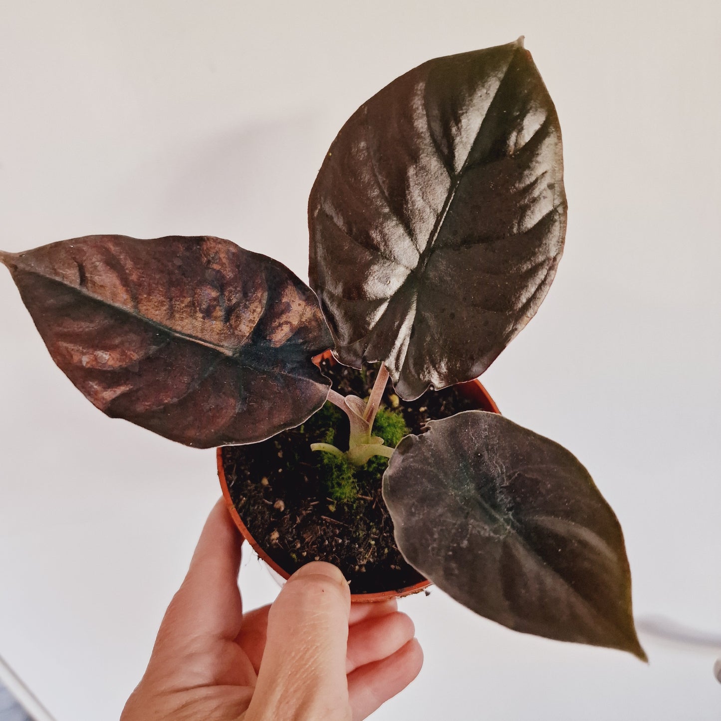 Alocasia Black Magic Houseplant 10.5cm Pot