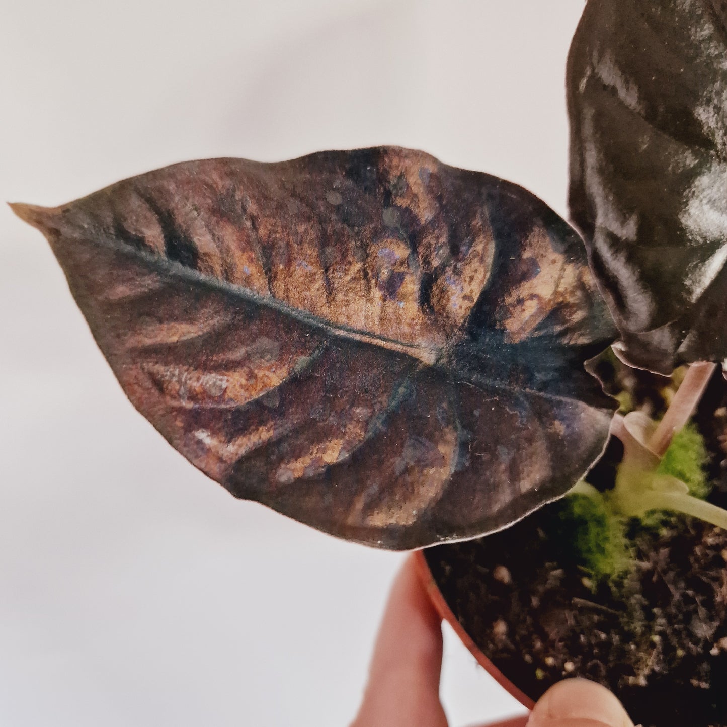 Alocasia Black Magic Houseplant 10.5cm Pot