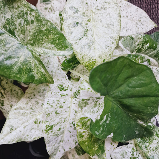 Alocasia Macrorrhiza Splash Houseplant 10.5cm Pot