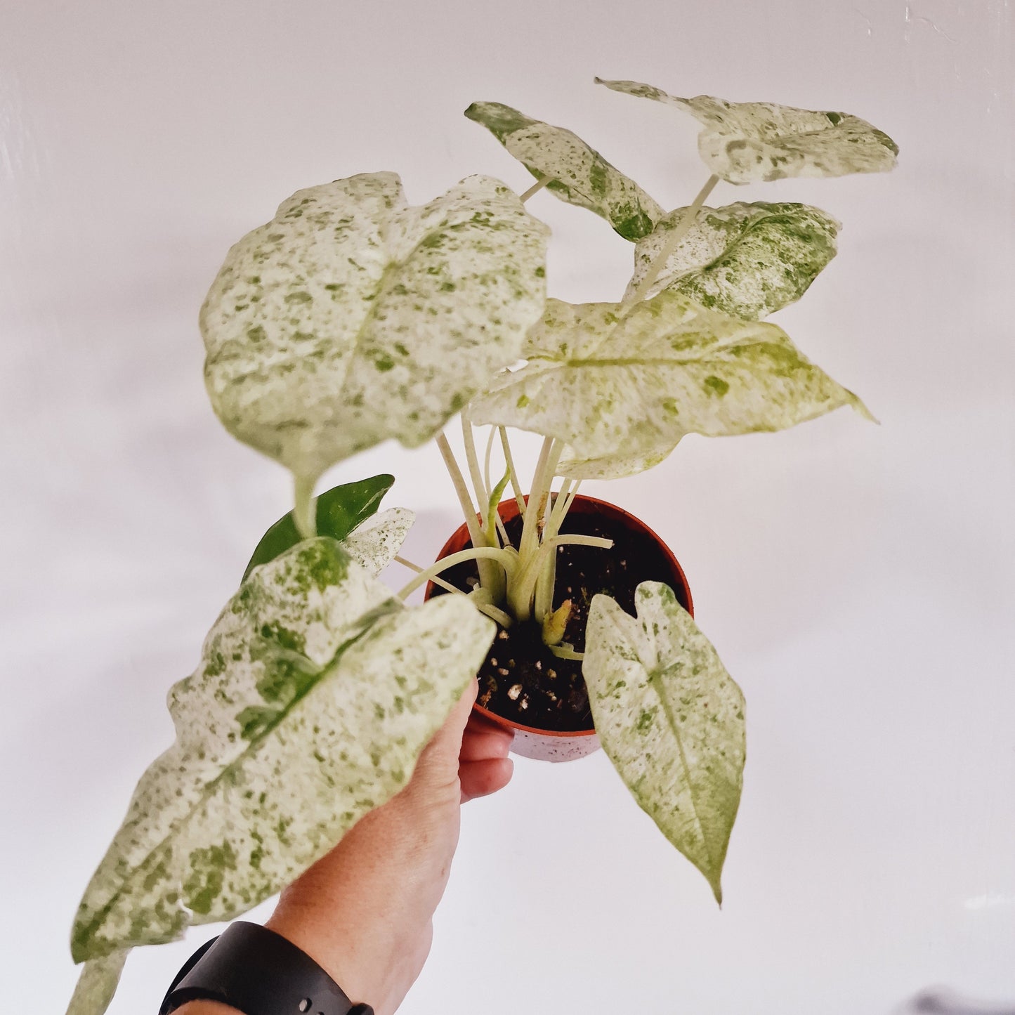 Alocasia Macrorrhiza Splash Houseplant 10.5cm Pot