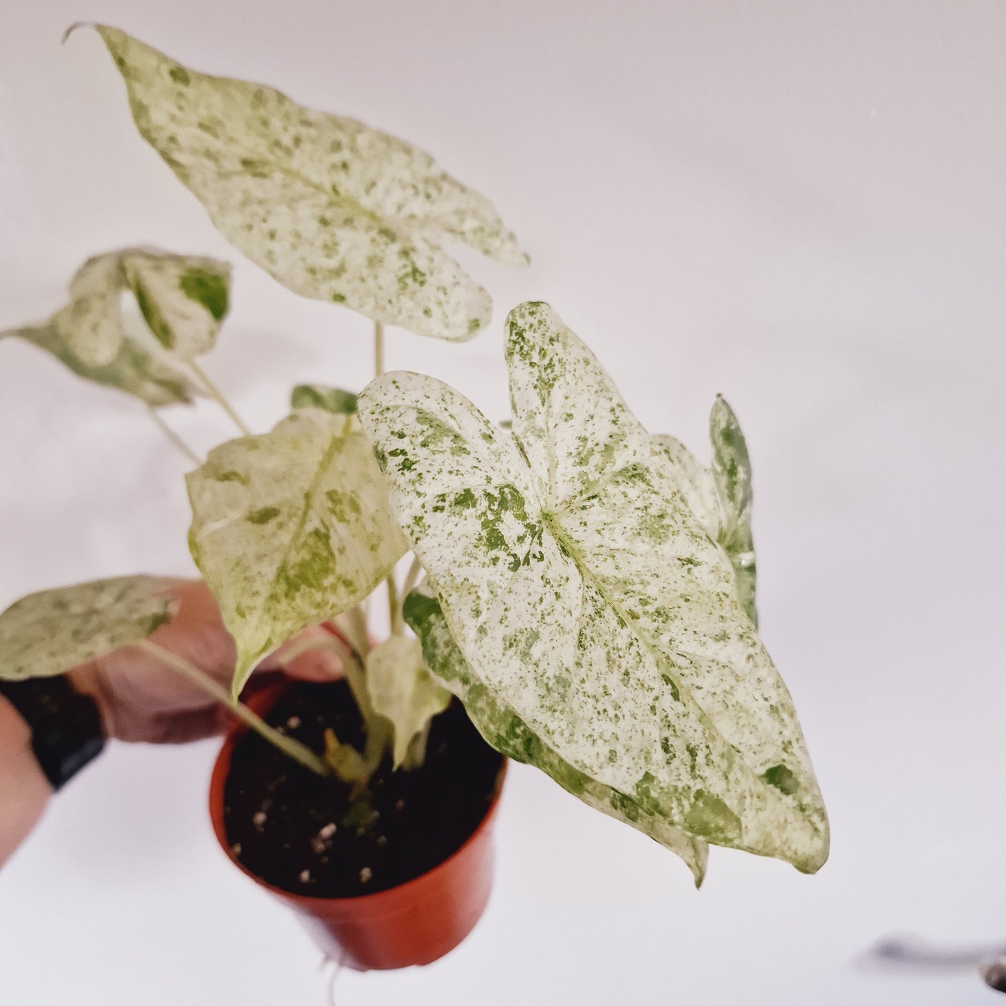 Alocasia Macrorrhiza Splash Houseplant 10.5cm Pot