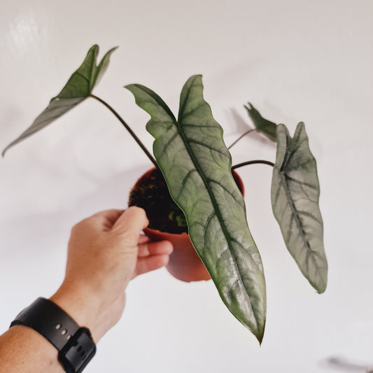 Alocasia Heterophilla Rare Houseplant 12cm Pot