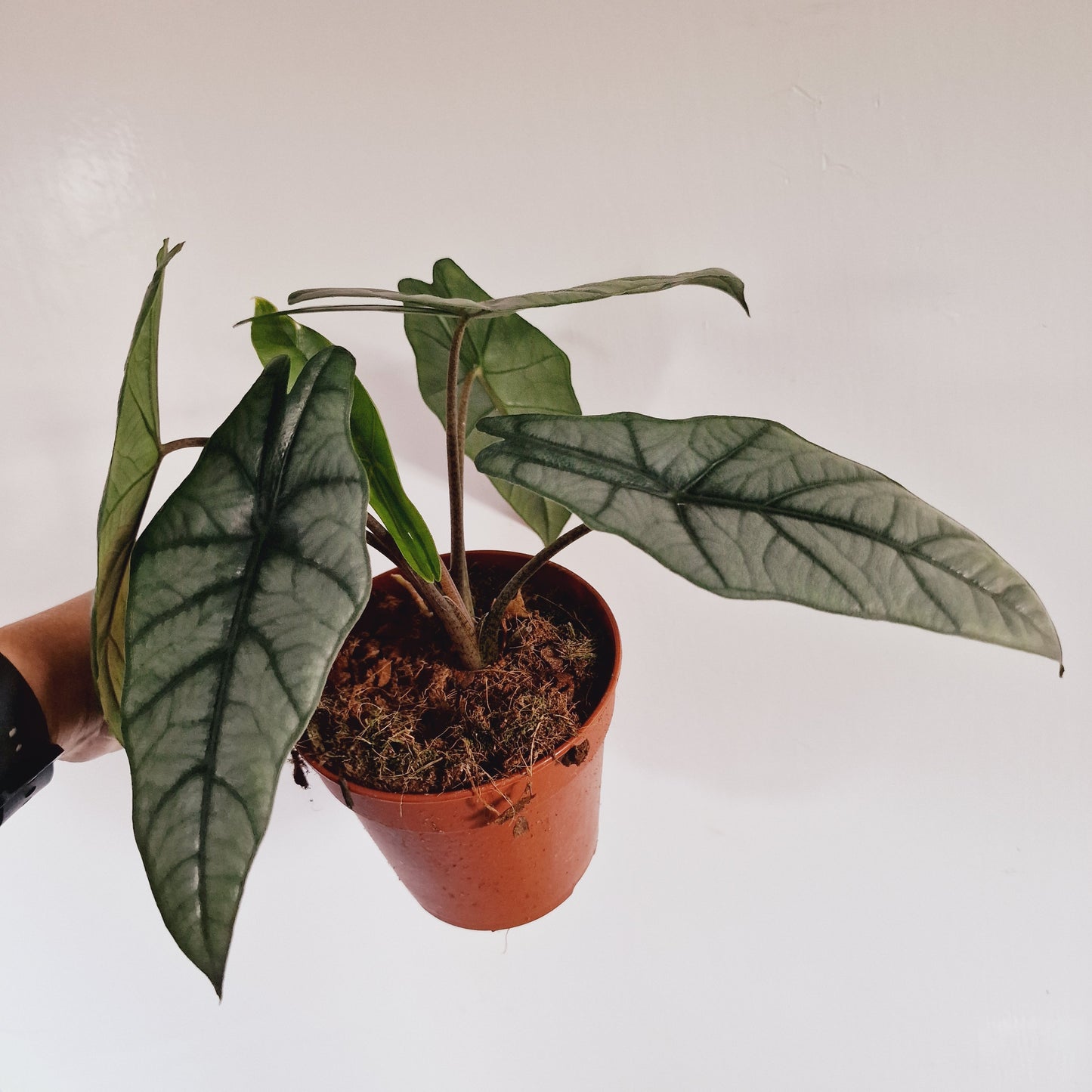 Alocasia Heterophilla Rare Houseplant 12cm Pot