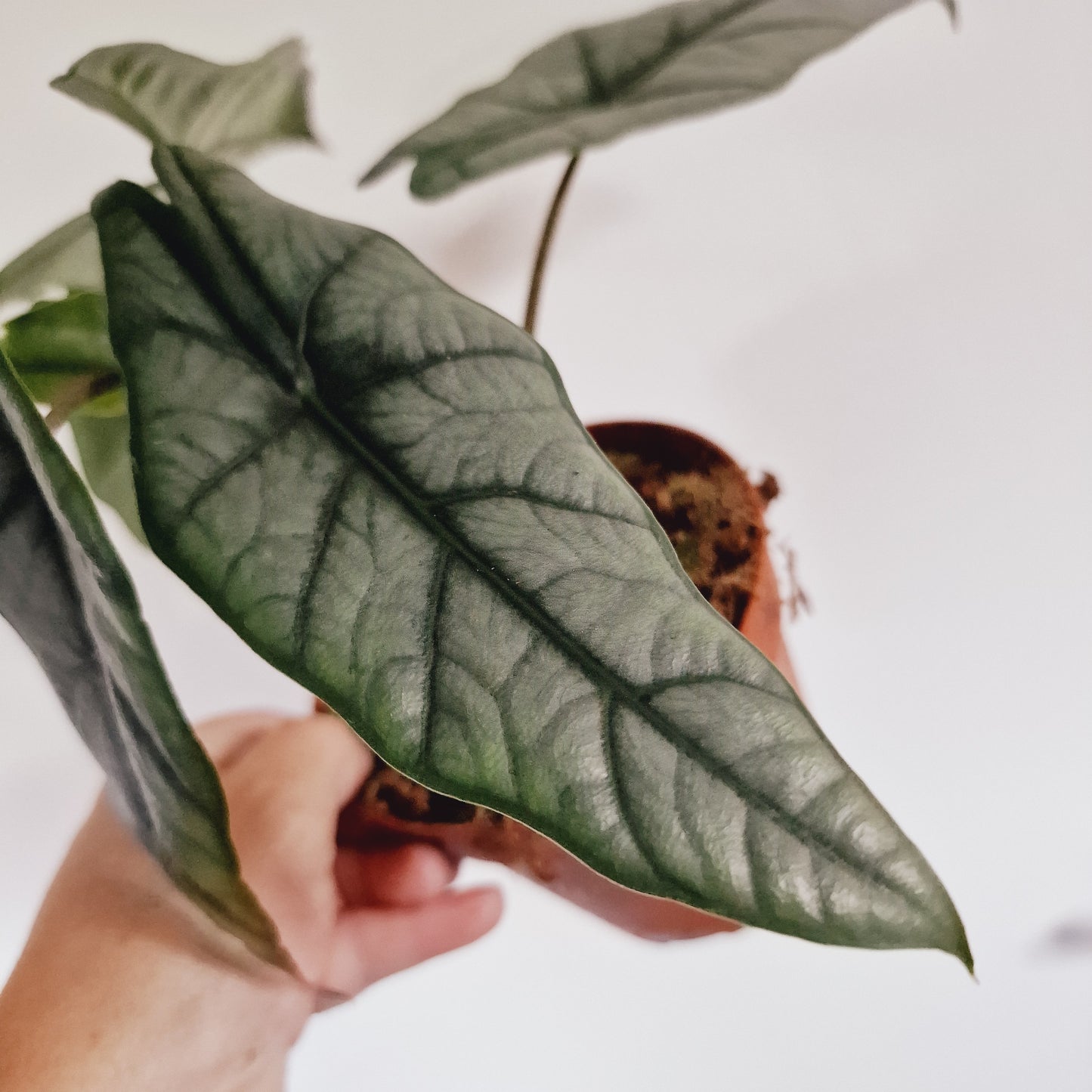 Alocasia Heterophilla Rare Houseplant 12cm Pot