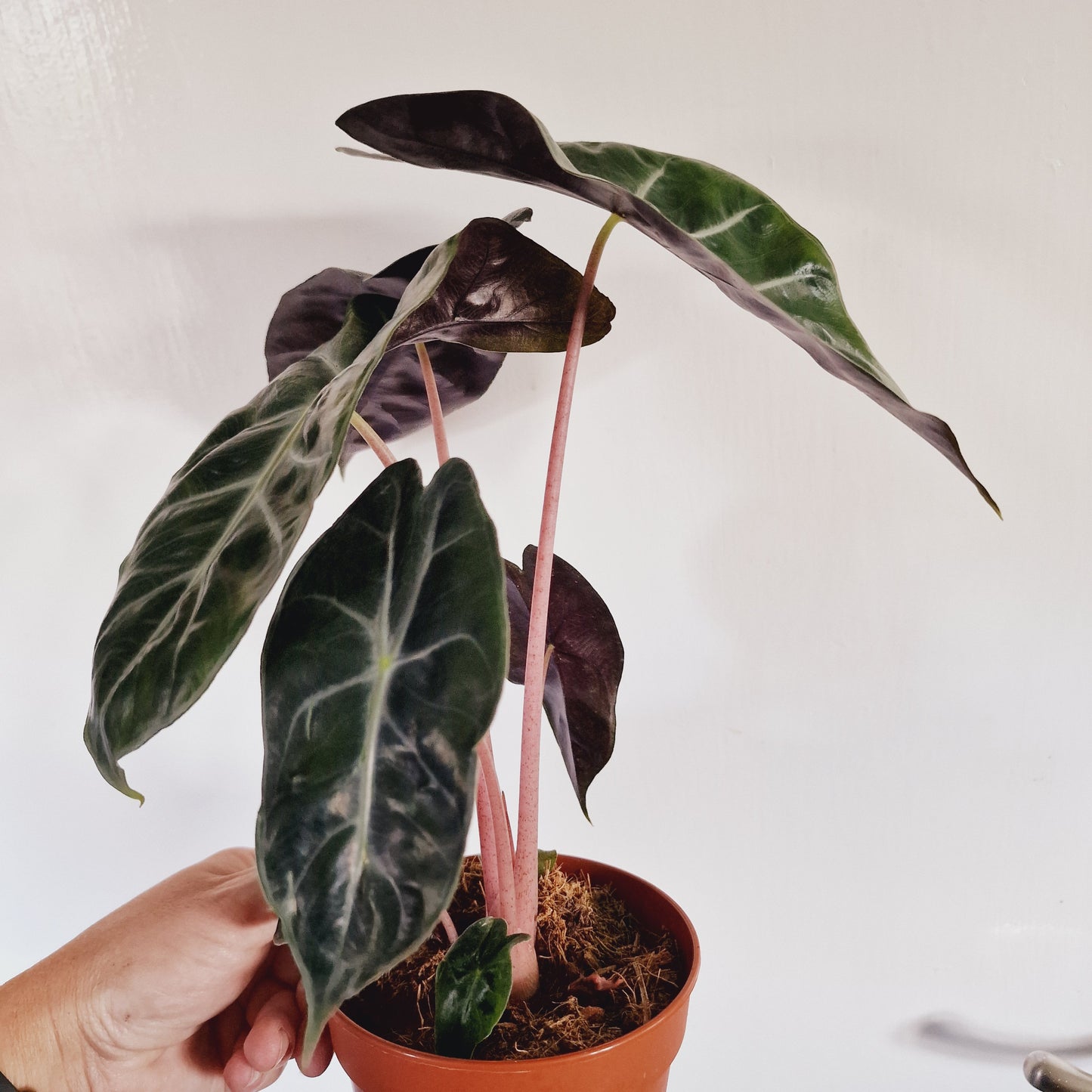 Alocasia Pink Dragon Houseplant 12cm Pot