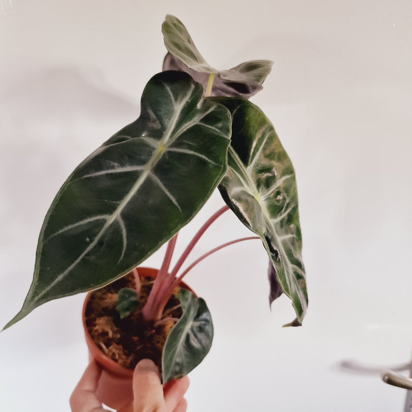 Alocasia Pink Dragon Houseplant 12cm Pot