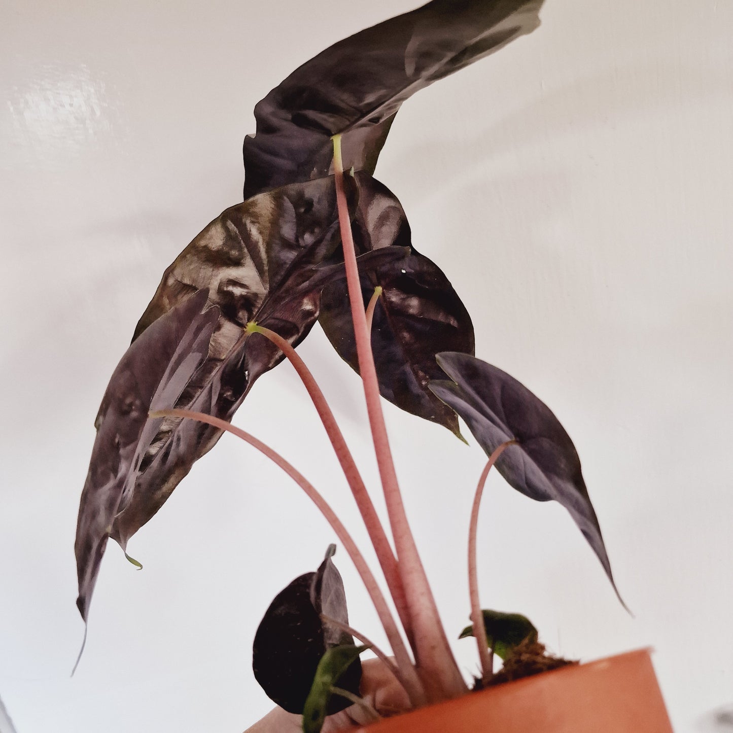 Alocasia Pink Dragon Houseplant 12cm Pot