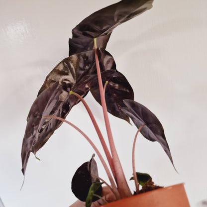 Alocasia Pink Dragon Houseplant 12cm Pot