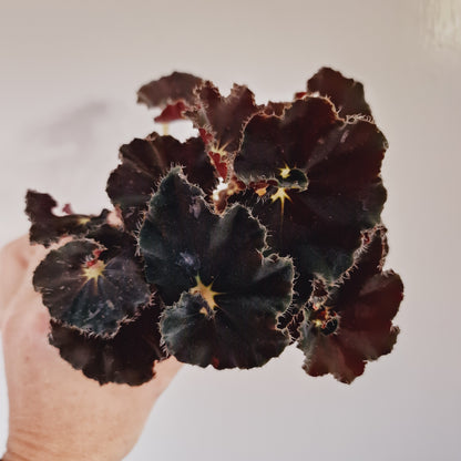 Begonia Foliage Rex Dark Mambo Houseplant 12cm Pot