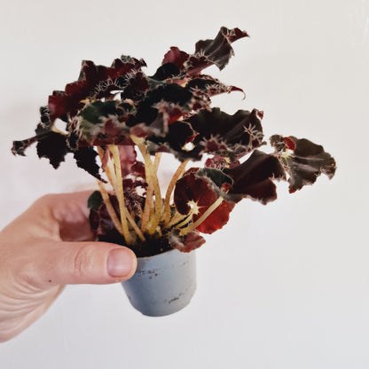 Begonia Foliage Rex Dark Mambo Houseplant 12cm Pot