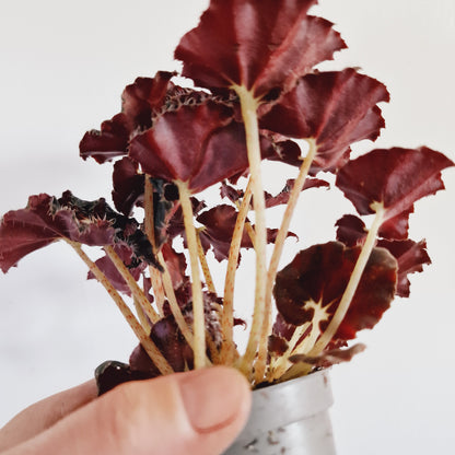 Begonia Foliage Rex Dark Mambo Houseplant 12cm Pot