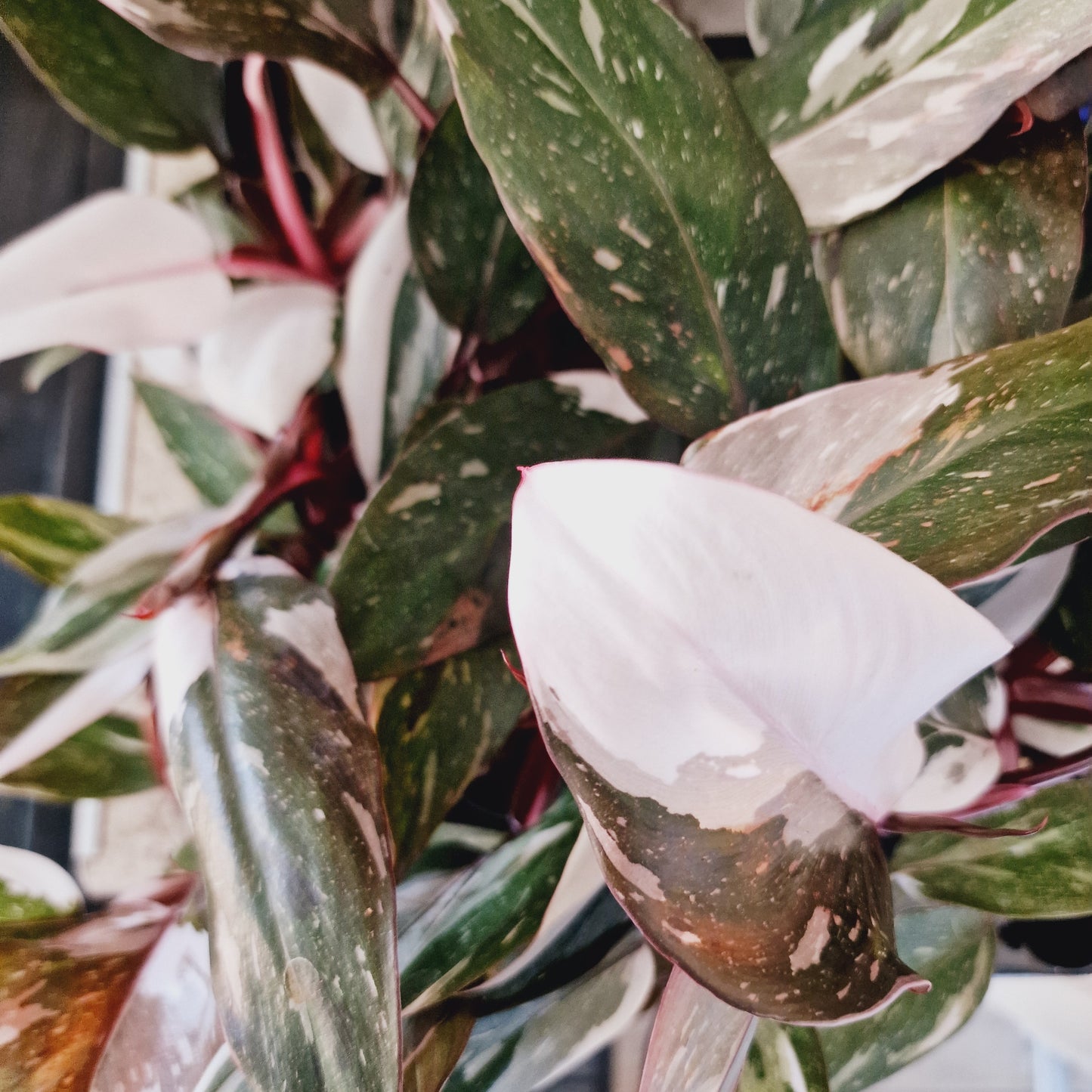 Philodendron Red Anderson Houseplant 6cm Pot