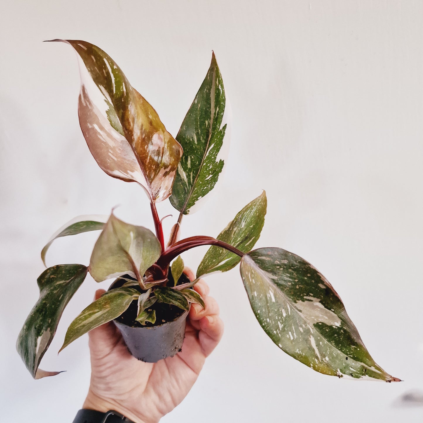 Philodendron Red Anderson Houseplant 6cm Pot