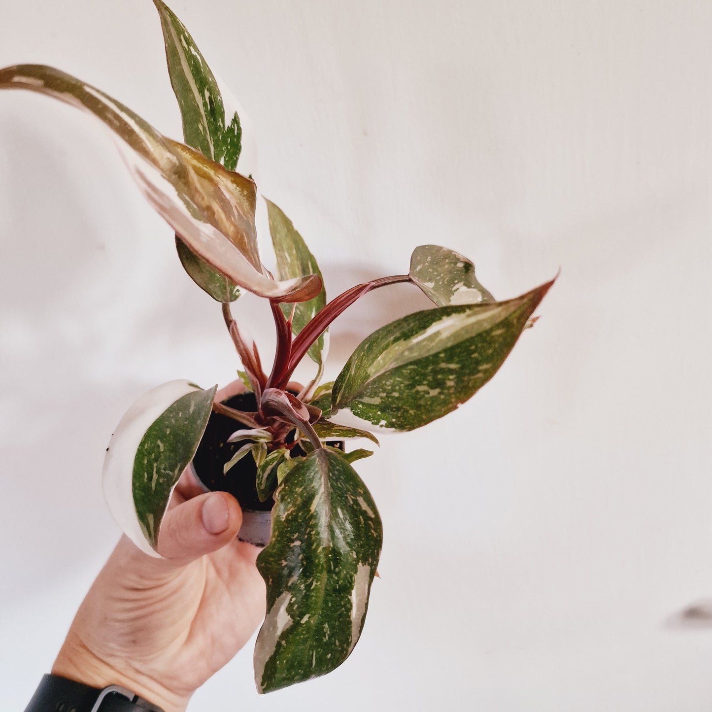 Philodendron Red Anderson Houseplant 6cm Pot