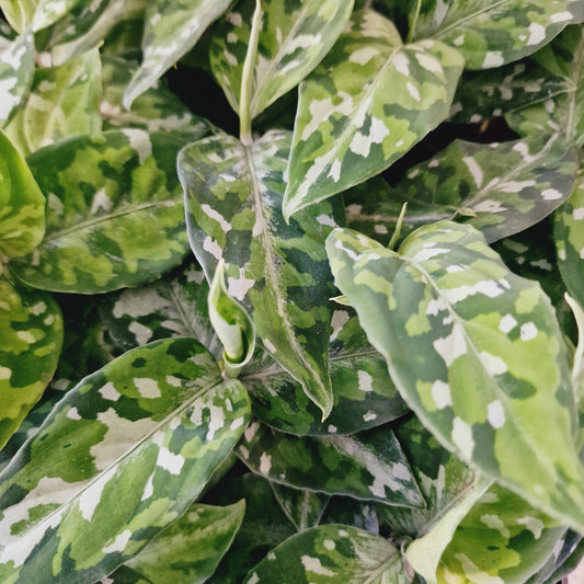 Aglaonema Pictum Tricolour Houseplant 6cm Pot