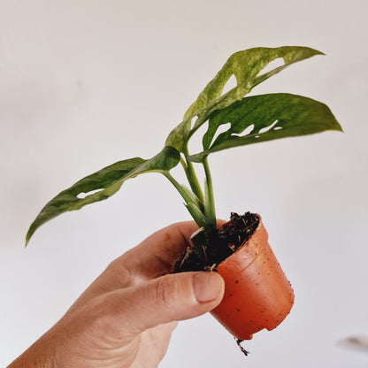 Monstera Adansonii European Mint Rare Houseplant 6cm Pot