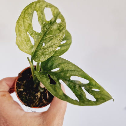 Monstera Adansonii European Mint Rare Houseplant 6cm Pot