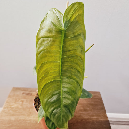 Philodendron Sharoniae Houseplant 12cm Pot