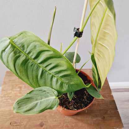 Philodendron Sharoniae Houseplant 12cm Pot