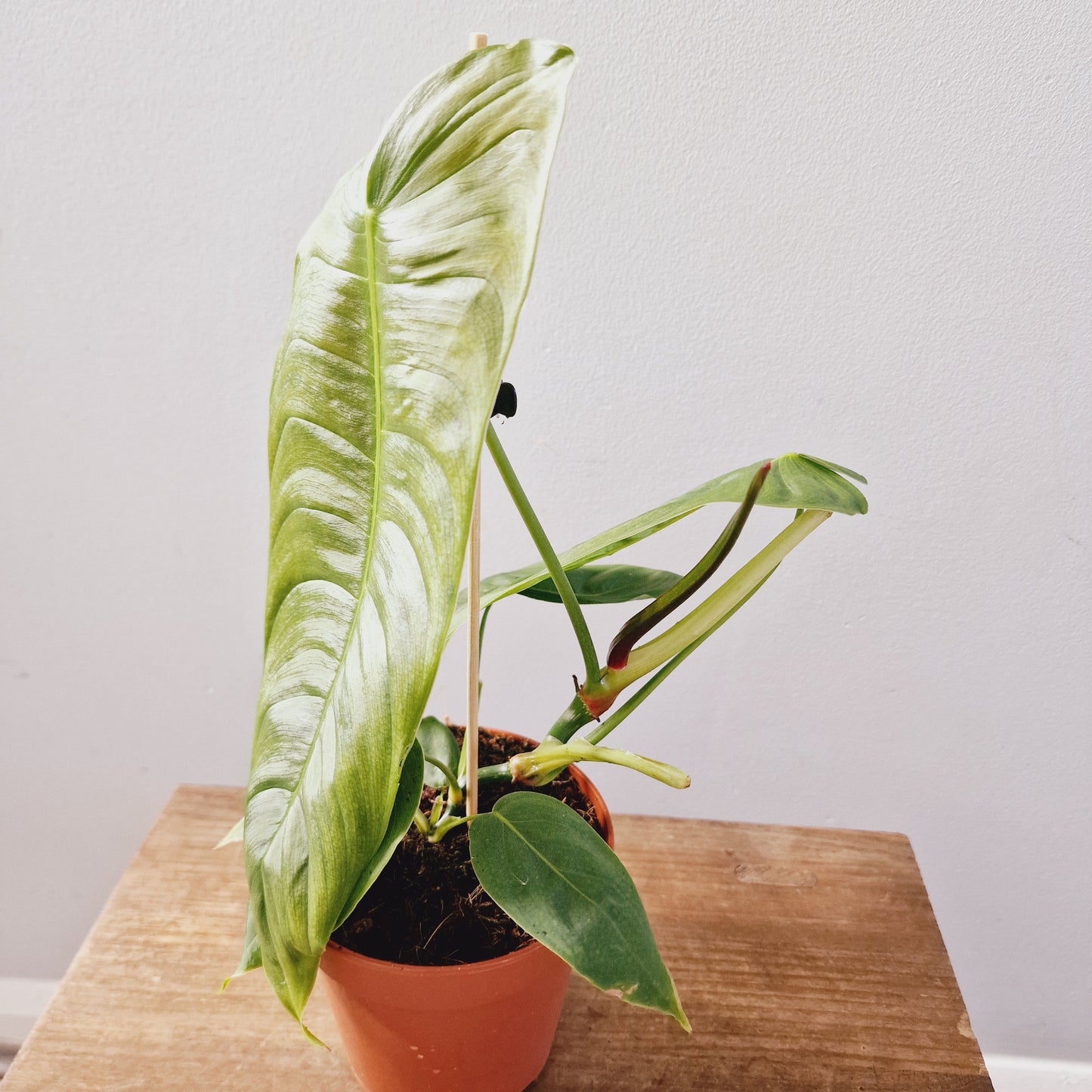 Philodendron Sharoniae Houseplant 12cm Pot