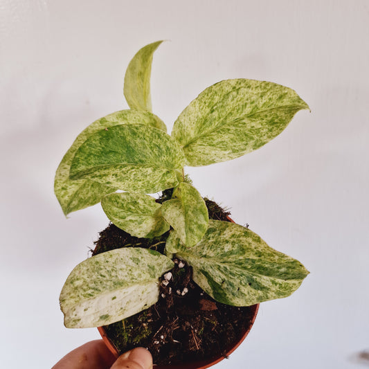 Rhaphidophora Korthalsii Marble Aurea 10.5cm Pot