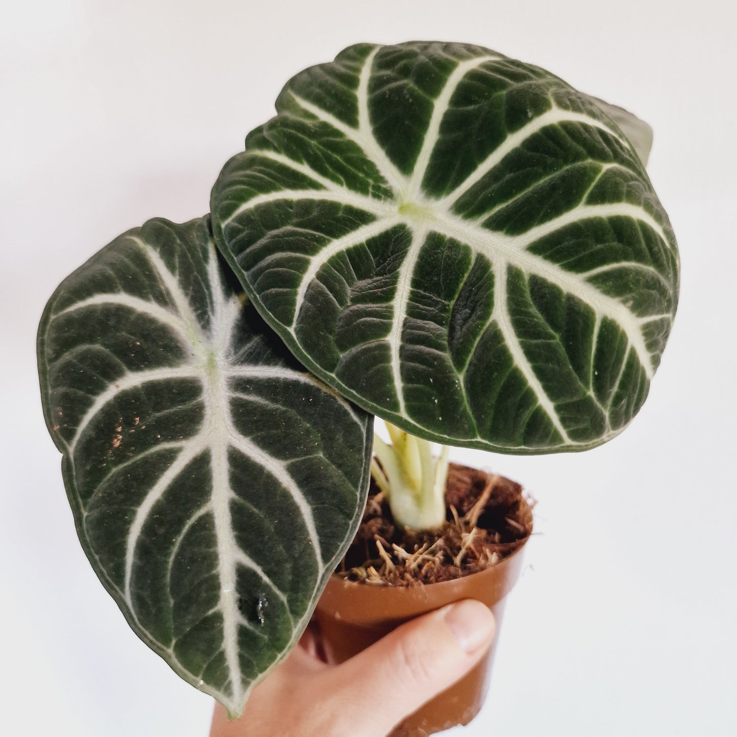 Alocasia Ninja Houseplant 9cm Pot