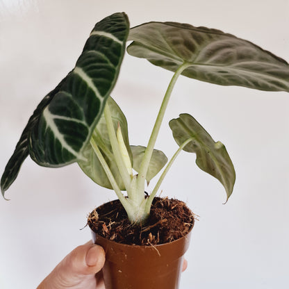 Alocasia Ninja Houseplant 9cm Pot