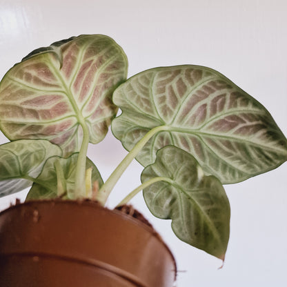 Alocasia Ninja Houseplant 9cm Pot