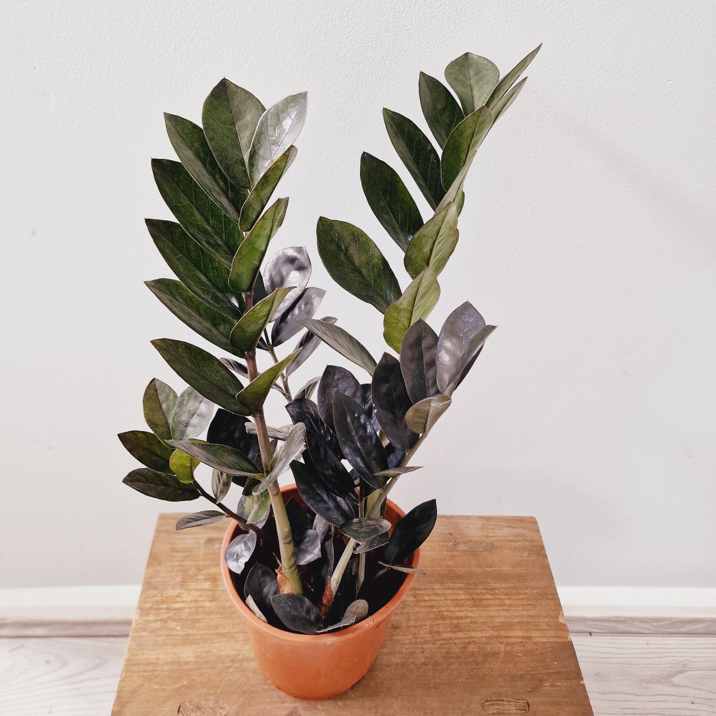 ZZ Zamioculcas Zamiifolia Raven Houseplant 14cm Pot