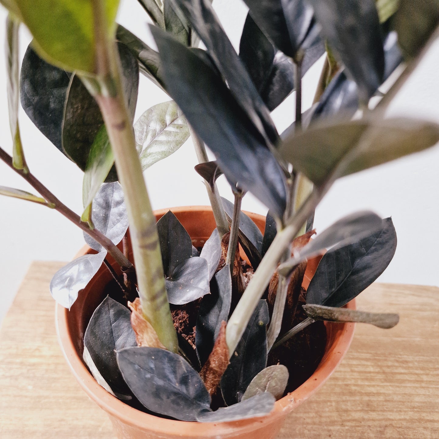 ZZ Zamioculcas Zamiifolia Raven Houseplant 14cm Pot