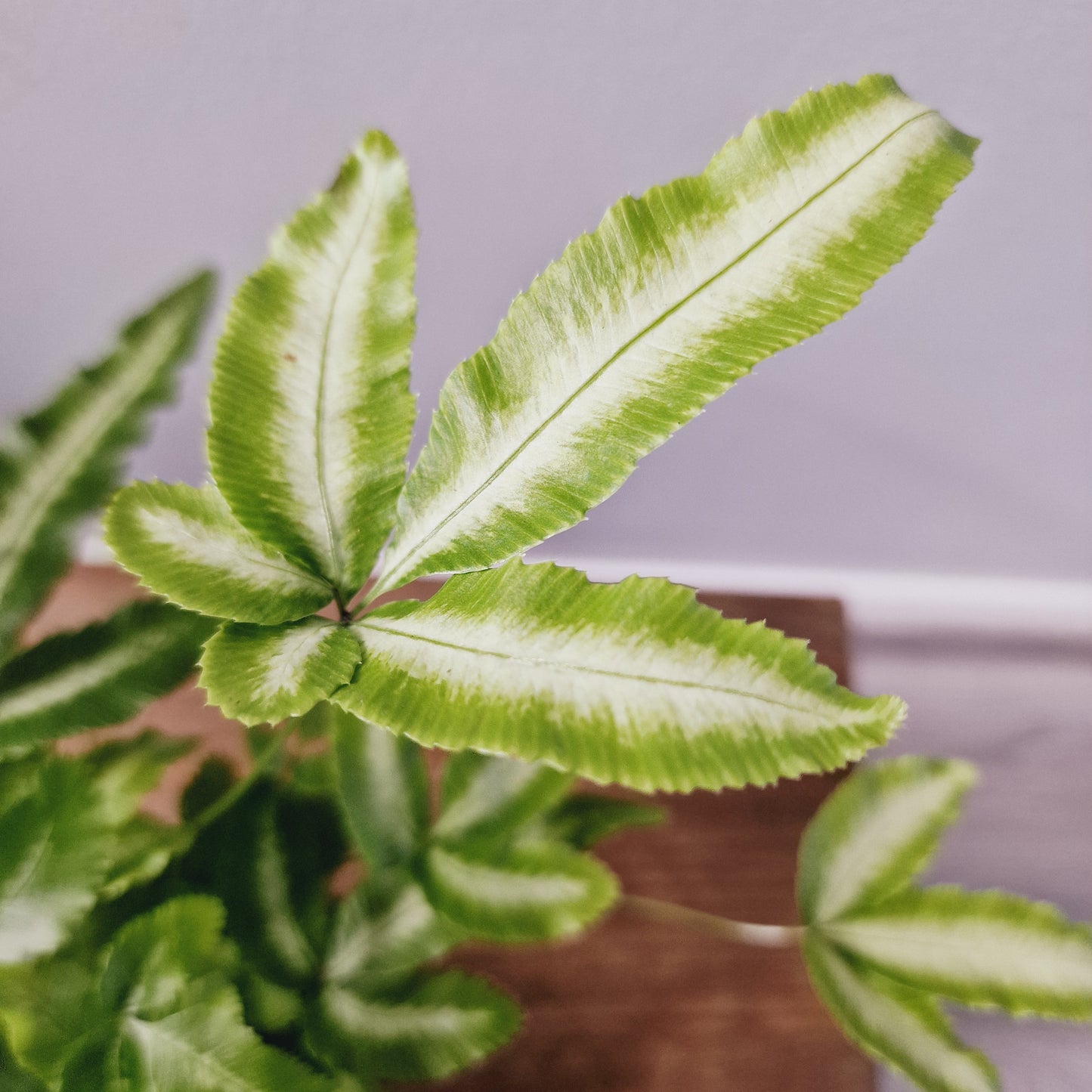 Pteris Cretica Albulbineata Variegated Fern Houseplant 9cm Pot