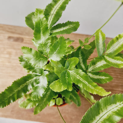 Pteris Cretica Albulbineata Variegated Fern Houseplant 9cm Pot