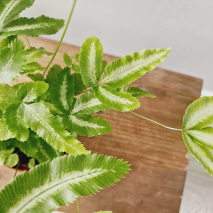 Pteris Cretica Albulbineata Variegated Fern Houseplant 9cm Pot