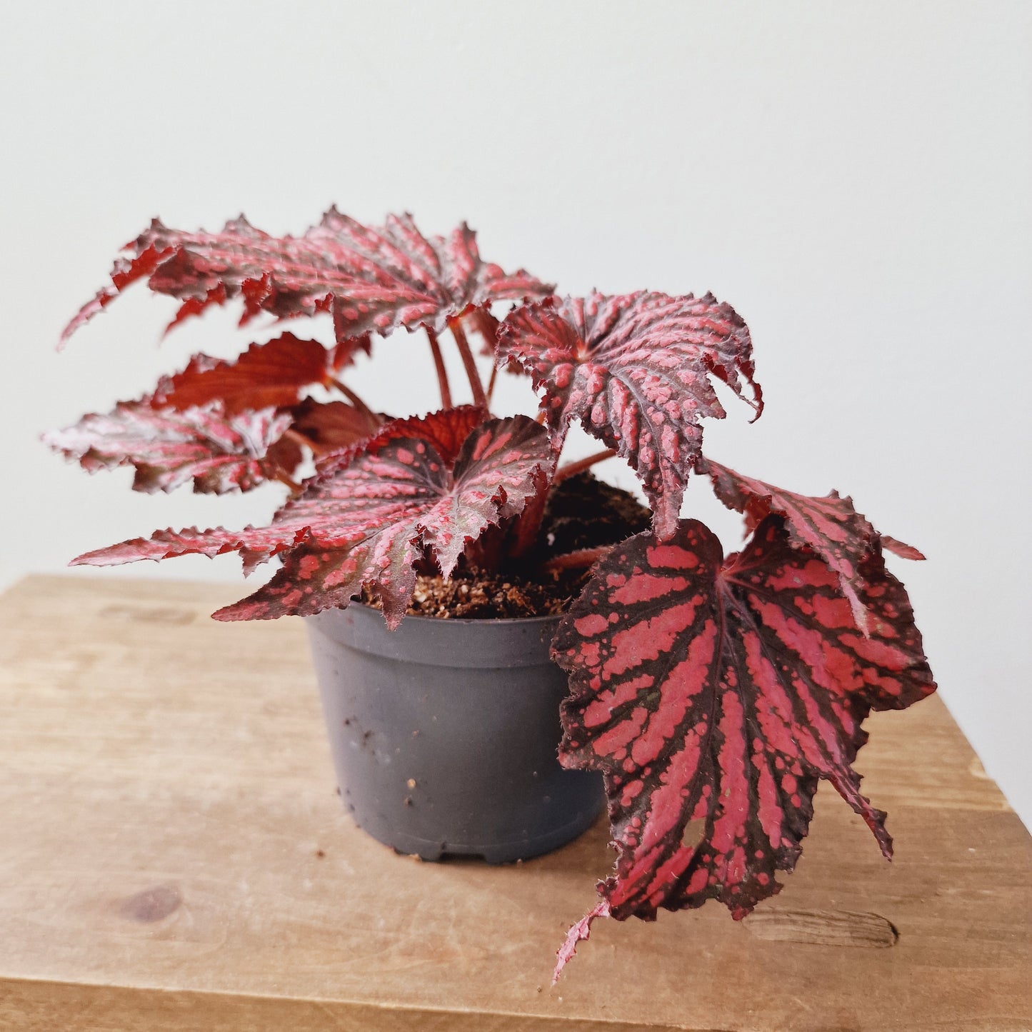 Begonia Rex Red / Black Houseplant 12cm Pot