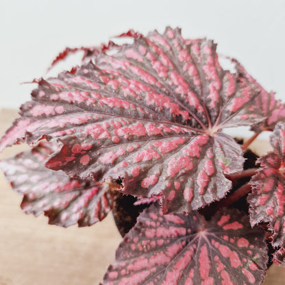 Begonia Rex Red / Black Houseplant 12cm Pot