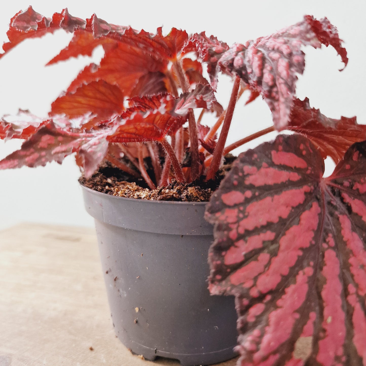 Begonia Rex Red / Black Houseplant 12cm Pot